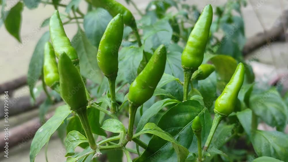 fresh green chilli in tree