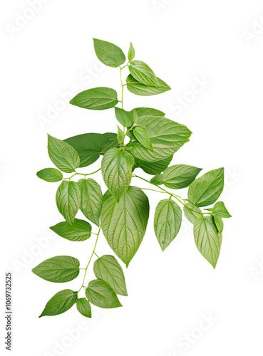 green leaves isolated, green plant on a png background, green leaves frame, green leaves frame on a png background, green leaves on a branch, png image, 