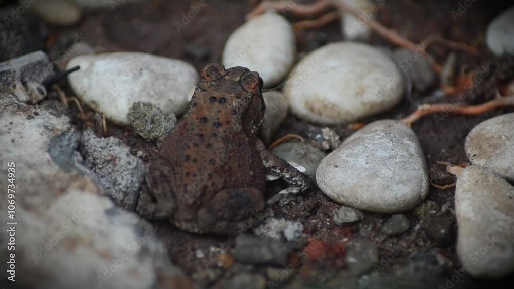 A brown frog is jumping after its prey
A brown frog is jumping after its prey