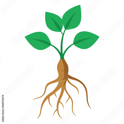 a root of a ginseng plant with its roots and leaves