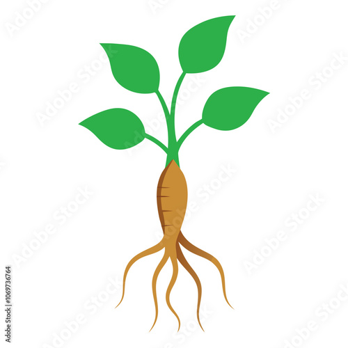 a root of a ginseng plant with its roots and leaves