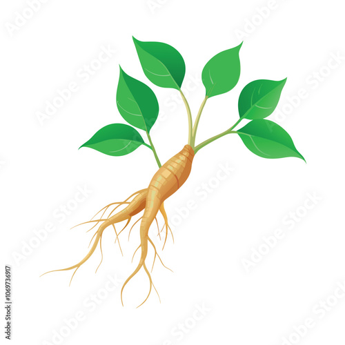 a root of a ginseng plant with its roots and leaves