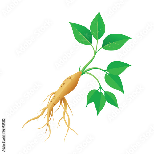 a root of a ginseng plant with its roots and leaves