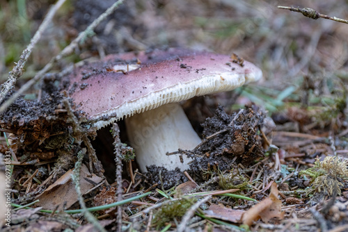 Russula vesca, Bare-toothed Brittlegill, Bare-toothed Russula, The Flirt