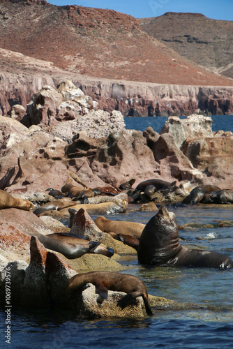 Isla de los lobos Marinos en Baja California Sur México photo