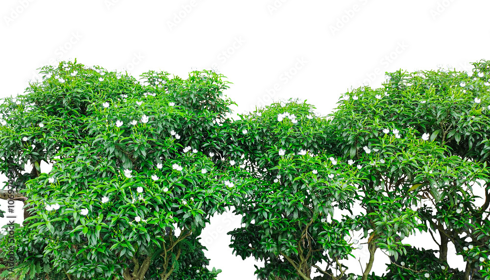 green grass on the wall, a tree with green leaves and white flower bush on a transparent background, tree bush frame , a tree with green leaves and flowers on it green grass on the wall, a tree with green leaves and white flower bush on a transparent background, tree bush frame , a tree with green leaves and flowers on it