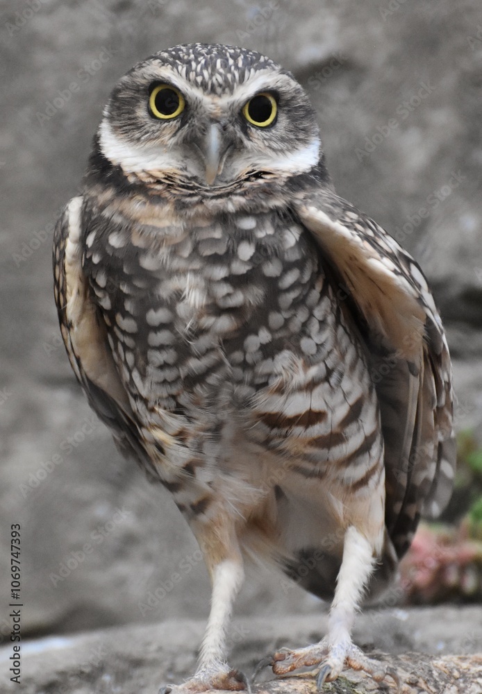 The burrowing owl (Athene cunicularia) is a small, long-legged owl found throughout North and South America The burrowing owl (Athene cunicularia) is a small, long-legged owl found throughout North and South America