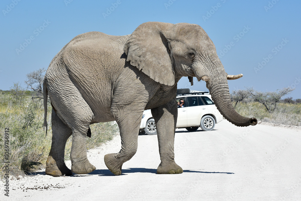 Obraz premium Elephant - Etosha, Namibia