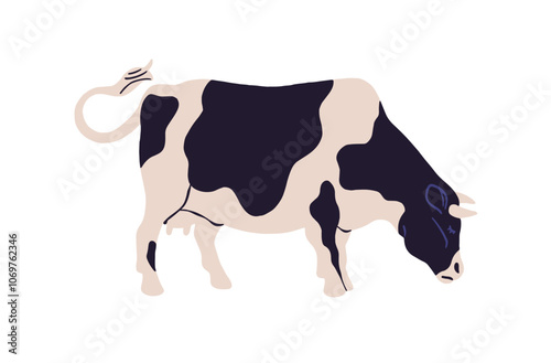 Cute milk cow with black spots on skin grazes on pasture. Dairy farm animal, livestock walks on ranch. Cattle eats on field. Farming, countryside fauna. Flat isolated vector illustration on white
