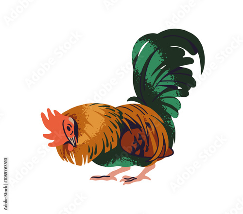 Domestic rooster with colorful plumage walks, pecks grains on ranch. Country bird, cockerel strolls, eats. Poultry, fowl, farm animal, feathered livestock. Flat isolated vector illustration on white
