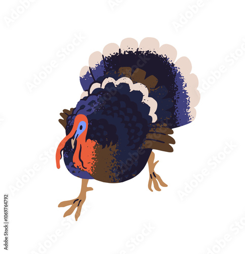 Rural turkey with colorful feather walks. Country bird pecks grains on ranch. Funny poultry strolls, eats. Fowl, cock, farm animal, livestock. Flat isolated vector illustration on white background