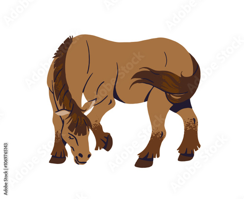 Farming horse grazes on pasture. Cute hoofed farm animal eating on field. Rural mare, stallion with mane. Homestead pet, livestock in on ranch. Flat isolated vector illustration on white background