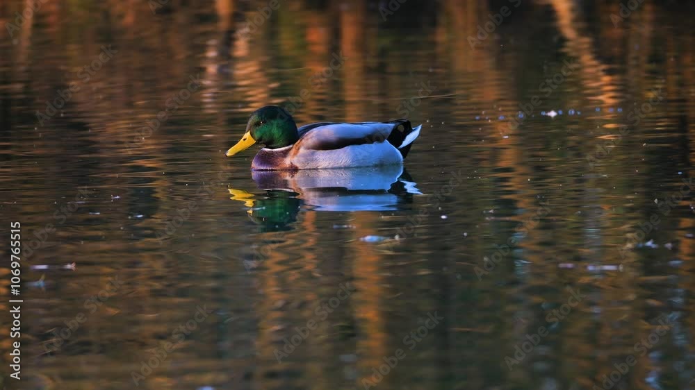 A duck floats on the lake at sunset. It is autumn in the golden hour. The colors are enchanting and the water is still. The duck is reflected in the lake because the water is still A duck floats on the lake at sunset. It is autumn in the golden hour. The colors are enchanting and the water is still. The duck is reflected in the lake because the water is still