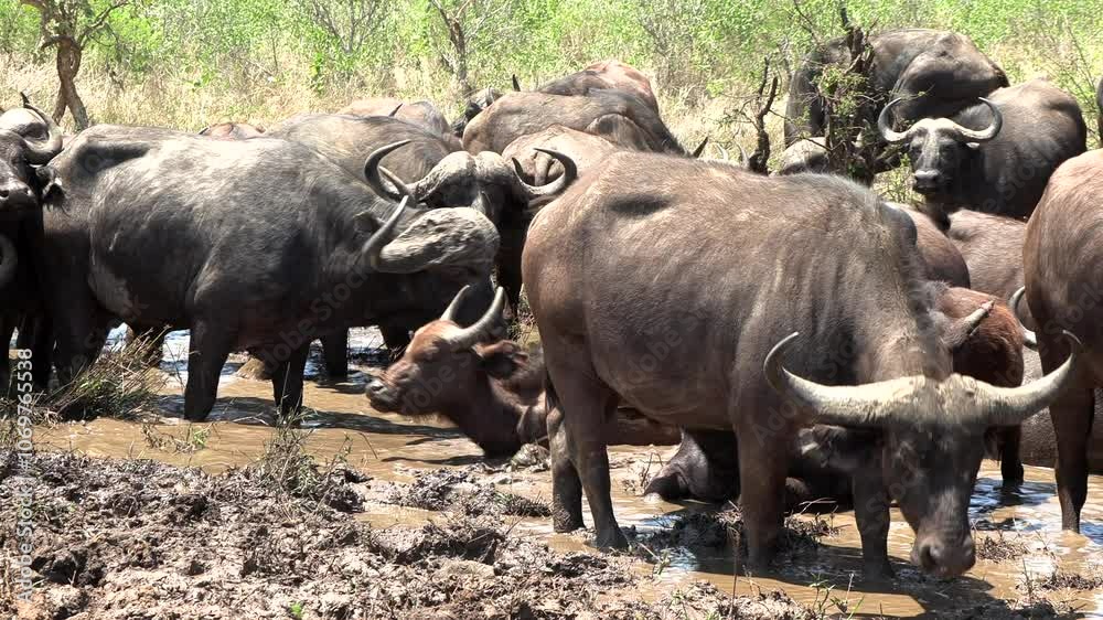 African buffalo wallowing and standing in a muddy wallow during the heat of the day looking towards the camera. African buffalo wallowing and standing in a muddy wallow during the heat of the day looking towards the camera.