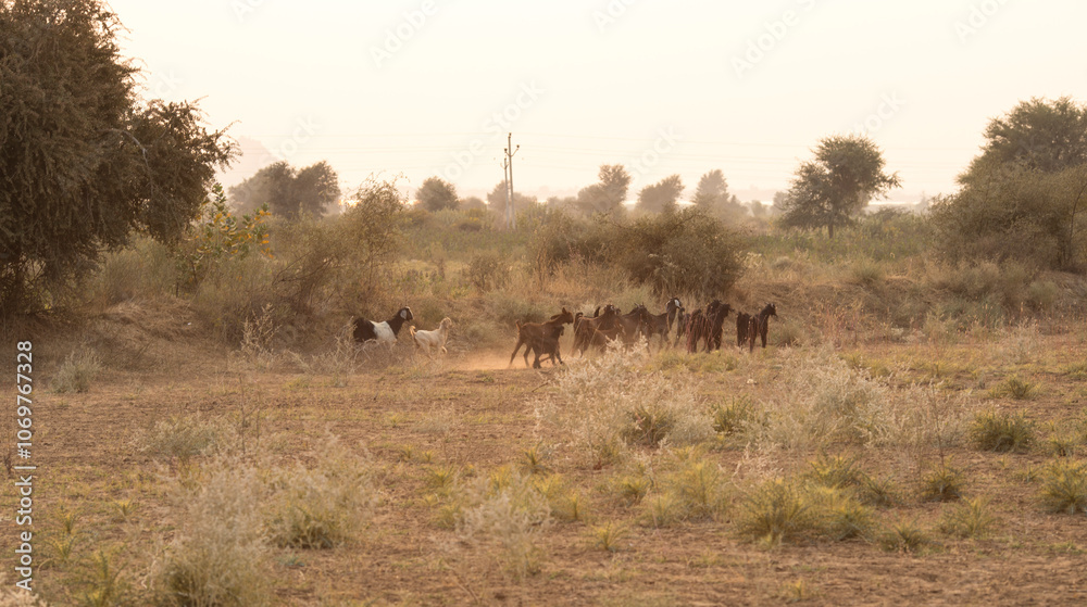 Naklejka premium Running Goats