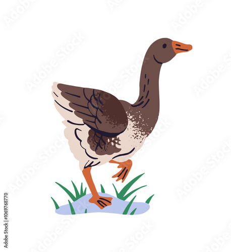 Country goose with long neck walks on lawn, grass. Ranch bird, poultry is outdoors. Feathered farm animal, fowl, livestock strolls on barnyard. Flat isolated vector illustration on white background