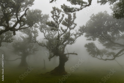 Fanal Forest - Seixal, Portugal