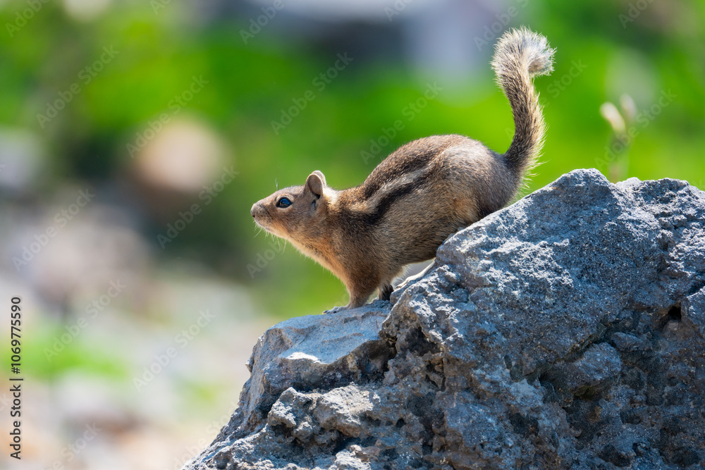 Fototapeta premium Small Chipmunk on the Rock Protrait