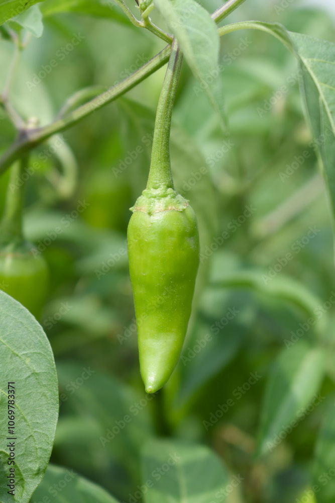 fresh green chili on plant closeup, chili plants in organic farming, Chilies closeup in field, Green chili plant in a farmer's field, Ripe green chili on a plant in Chakwal, Punjab, Pakistan fresh green chili on plant closeup, chili plants in organic farming, Chilies closeup in field, Green chili plant in a farmer's field, Ripe green chili on a plant in Chakwal, Punjab, Pakistan