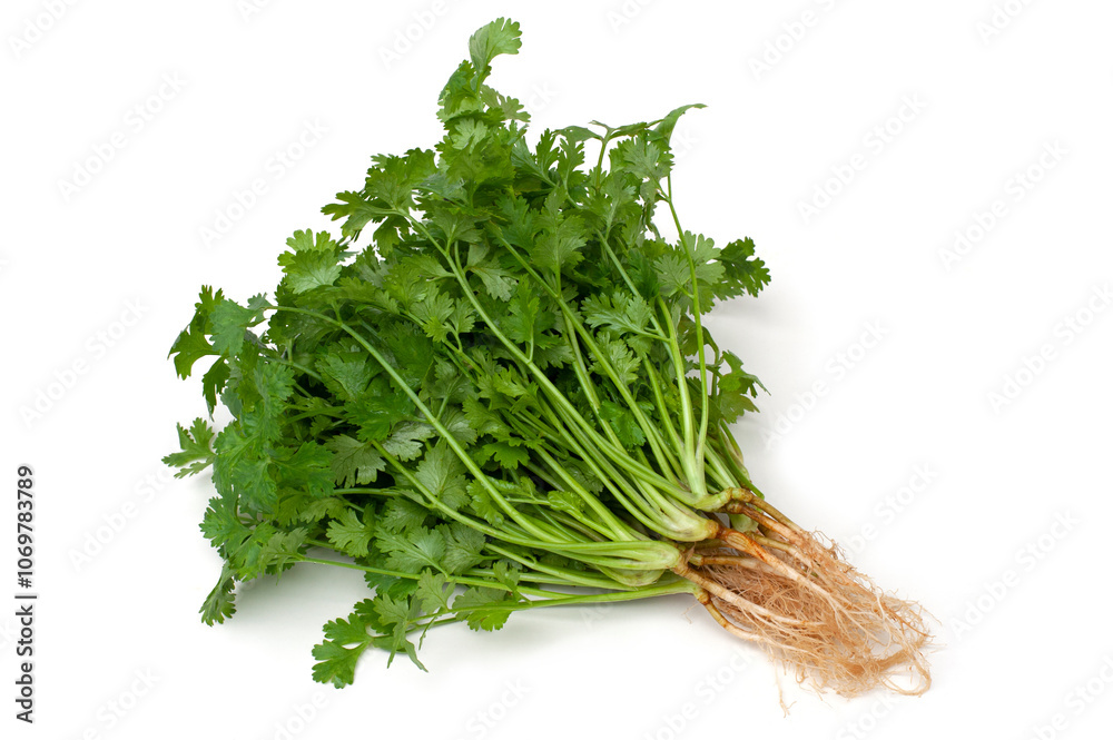 Coriandrum sativum with roots isolated on white background.Vegetable Spices. Coriandrum sativum with roots isolated on white background.Vegetable Spices.