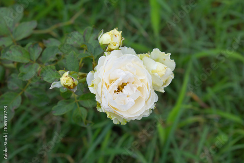 Beautiful White rose flower closeup in garden, A very beautiful rose flower bloomed on the rose tree, Rose flower, bloom flowers, Natural spring flower, Nature