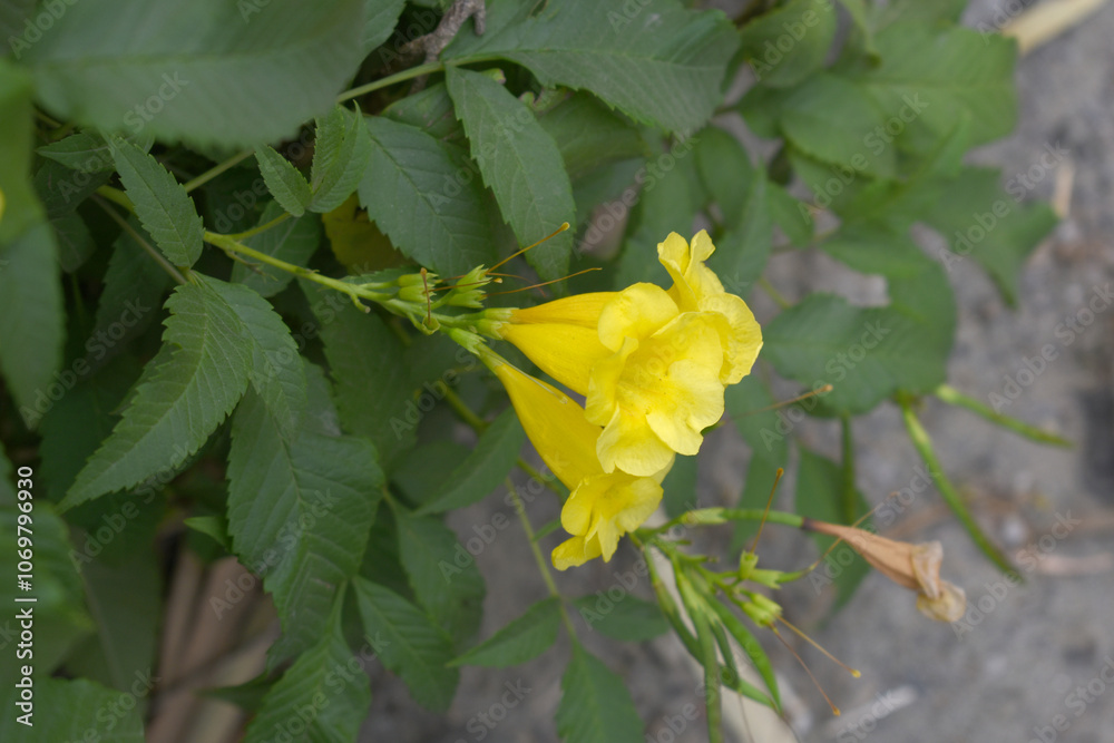 Yellow trumpetbush (Tecoma stans) Called Yellow bell or Yellow Elder Flower, trumpet flower, Beautiful bunch of yellow flowers closeup with green leaves Background, tecoma stans Yellow trumpetbush (Tecoma stans) Called Yellow bell or Yellow Elder Flower, trumpet flower, Beautiful bunch of yellow flowers closeup with green leaves Background, tecoma stans