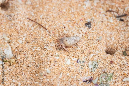 Hermit Crab on Sandy Beach with Shell