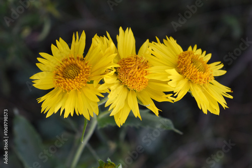 Golden Crownbeard (Also called Golden Crownbeard, Copen Daisy, golden crown beard) in the nature, Golden Crownbeard Flower closeup,Beautiful yellow flower closseup in nature Chakwal, Punjab, Pakistan photo