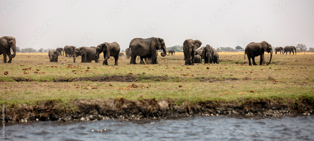 African elephants group grazing by the water in National Park in Africa African elephants group grazing by the water in National Park in Africa