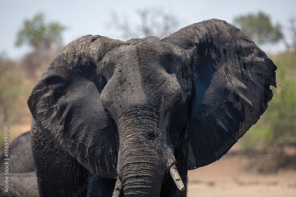 African elephant head closeup. Chobe National Park in Botswana Africa. African elephant head closeup. Chobe National Park in Botswana Africa.