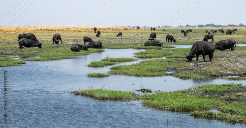 African buffalos, herd of cape buffalos, Syncerus caffer in Chobe National Park in Botswana Africa. photo