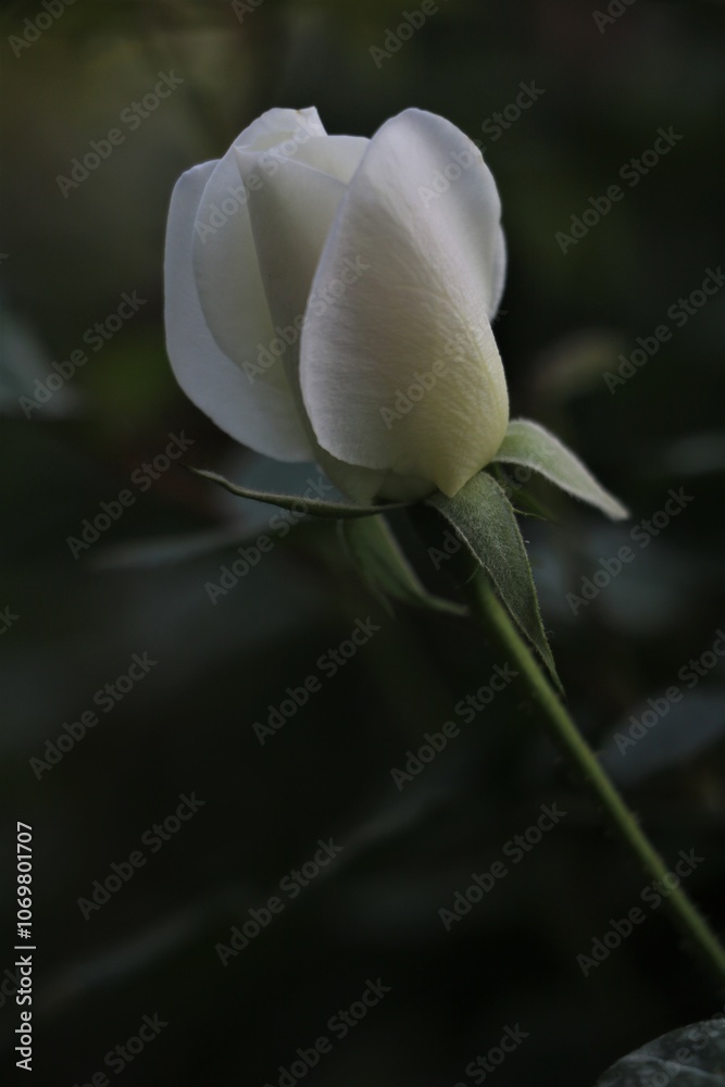 Fototapeta premium Feature red rose garden flowe,