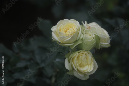 Fototapeta Naklejka Na Ścianę i Meble -  Feature red rose garden flowe,