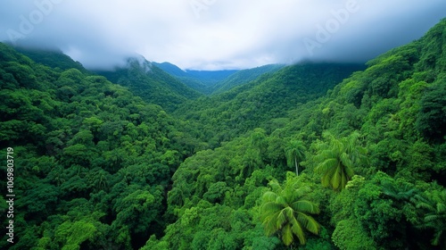 Lush Green Tropical Rainforest Aerial View Nature Ecology Conservation