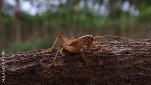 Camel cricket crawling on log
