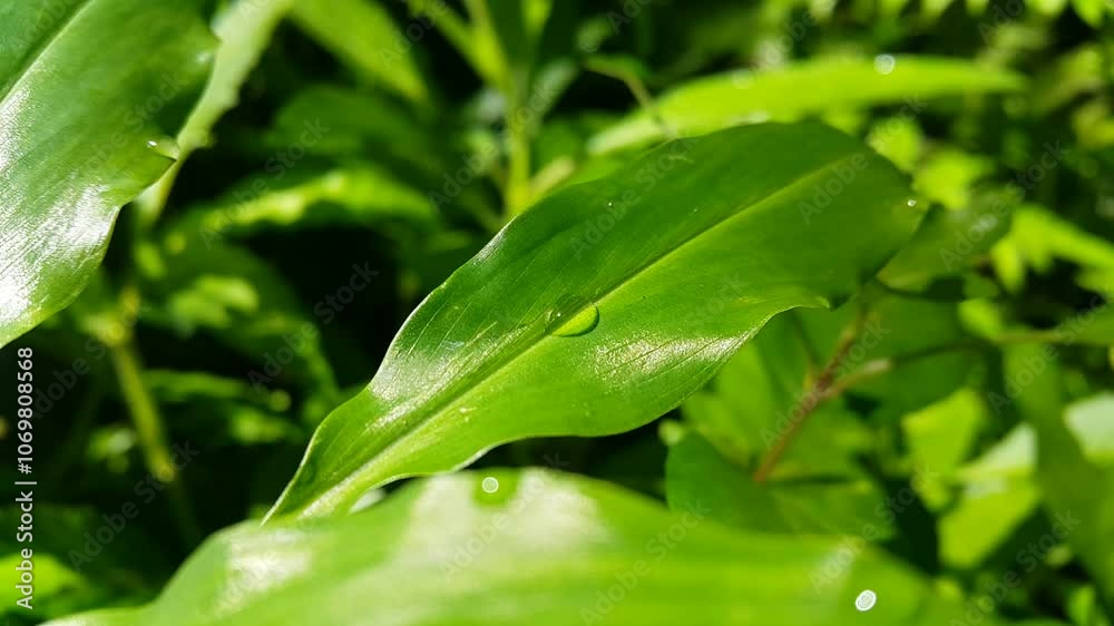 View of water bubbles on leaves illuminated by morning sunlight. Focus on the foreground. 4k footage. Perfect for documentaries about the beauty of tropical rainforests. green leaf with drops. View of water bubbles on leaves illuminated by morning sunlight. Focus on the foreground. 4k footage. Perfect for documentaries about the beauty of tropical rainforests. green leaf with drops.