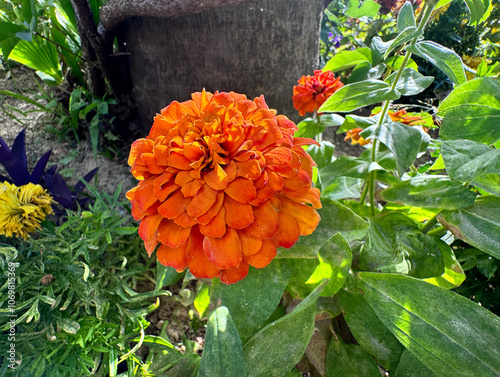 Orange Zinnia flower close-up. Elegant zinnia flowers in the formal garden. Zinnia elegans (syn. Z. violacea) known as youth-and-age. Double orange flowers of the Zinnia Oklahoma plant. photo