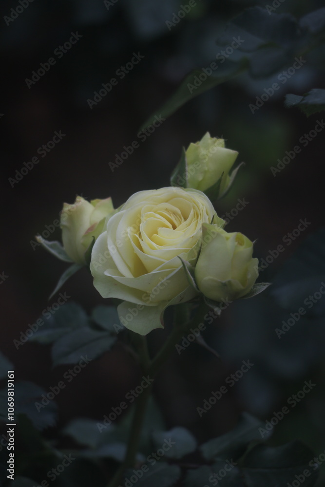 Feature for white rose, flower