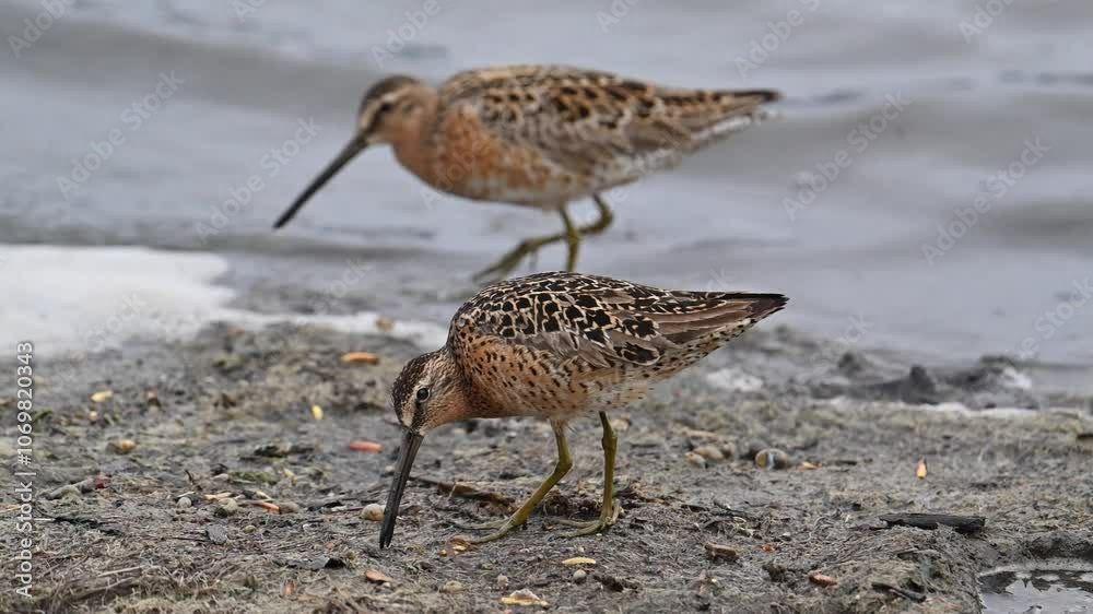 A pair of migratory Short-billed Dowitchers (Limnodromus griseus) search for food along the shore of Alaska's Reflections Lake. A pair of migratory Short-billed Dowitchers (Limnodromus griseus) search for food along the shore of Alaska's Reflections Lake.