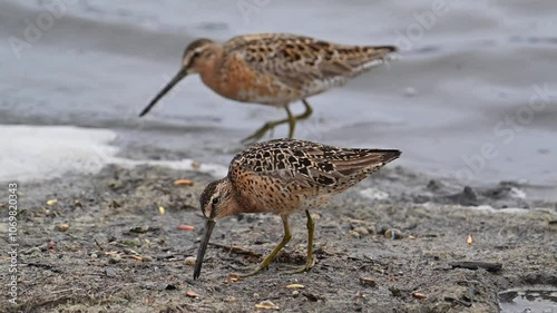 A pair of migratory Short-billed Dowitchers (Limnodromus griseus) search for food along the shore of Alaska's Reflections Lake.