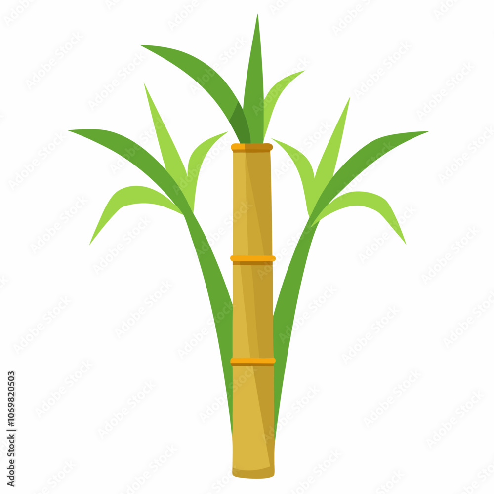 Fototapeta premium Sugarcane vector illustration 