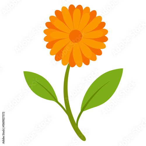 Calendula Flower Color Vector Art.