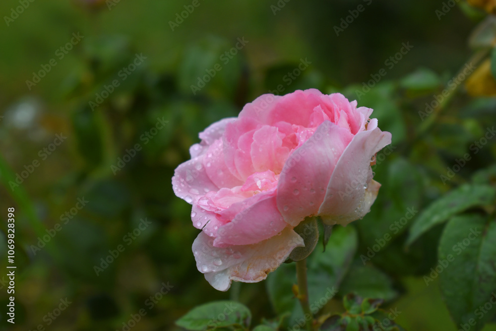 Beautiful pink rose flower closeup in garden, A very beautiful rose flower bloomed on the rose tree, Rose flower, bloom flowers, Natural spring flower, Nature Beautiful pink rose flower closeup in garden, A very beautiful rose flower bloomed on the rose tree, Rose flower, bloom flowers, Natural spring flower, Nature