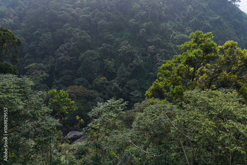 Lush green Wayanad Forest in Kerala, where dense trees, misty hills, and rich wildlife create a breathtaking natural escape