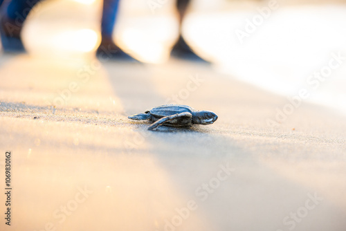 Fototapeta Naklejka Na Ścianę i Meble -  small baby leatherback turtle walking on the sand on its way to the sea for the first time on the beach in the Dominican Republic