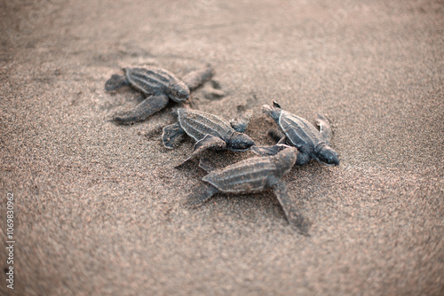 small baby leatherback turtles, walking in a group along the sand towards the ocean, on the beach of Haina, Dominican Republic. photo