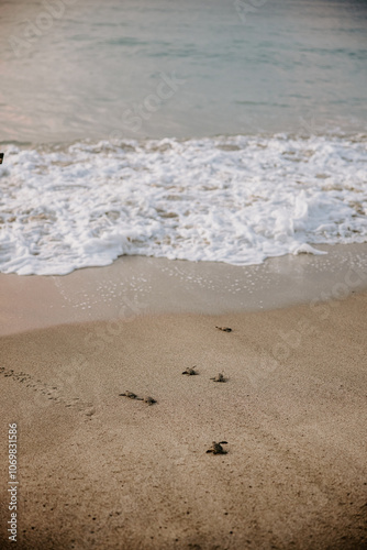 small baby leatherback turtles, walking in a group along the sand towards the ocean, on the beach of Haina, Dominican Republic.