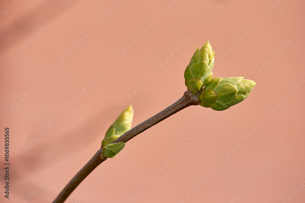 Flower, bud and garden in spring with growth in closeup of floral development, ecology and botany. Green, plants and Daffodil shoot on branch with morning bloom, gardening or sustainability in nature Flower, bud and garden in spring with growth in closeup of floral development, ecology and botany. Green, plants and Daffodil shoot on branch with morning bloom, gardening or sustainability in nature