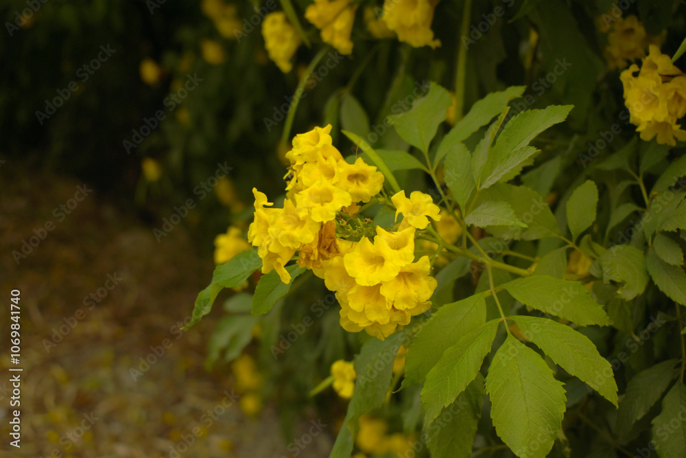 Obraz premium Yellow trumpetbush (Tecoma stans) Called Yellow bell or Yellow Elder Flower, trumpet flower, Beautiful bunch of yellow flowers closeup with green leaves Background, tecoma stans