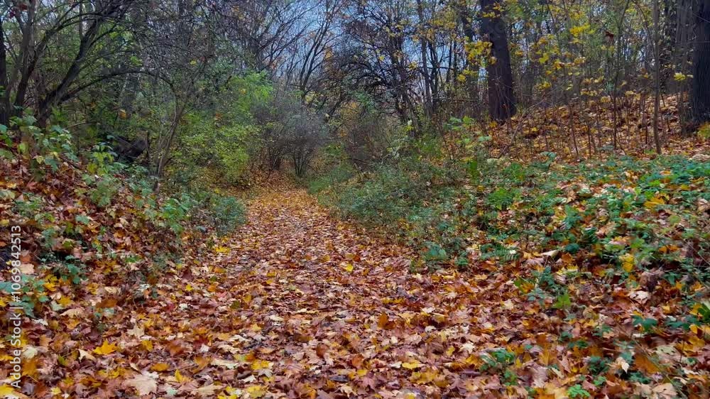 autumn path strewn with thick yellow leaves autumn path strewn with thick yellow leaves